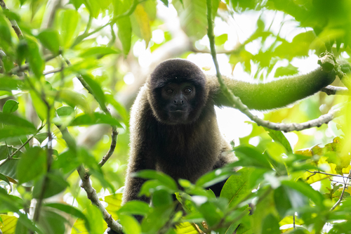 Common Woolly Monkey