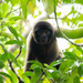 Geoffroy's Woolly Monkey - Photo (c) Thibaud Aronson, some rights reserved (CC BY-SA), uploaded by Thibaud Aronson