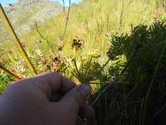 Nanobubon strictum