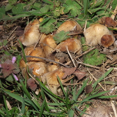 Fungi