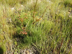 Nanobubon strictum
