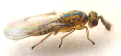 Cirrospilus