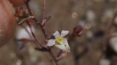 Nemacladus orientalis