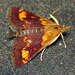 Orange Mint Moth - Photo (c) Jenn Forman Orth, some rights reserved (CC BY-NC-SA)