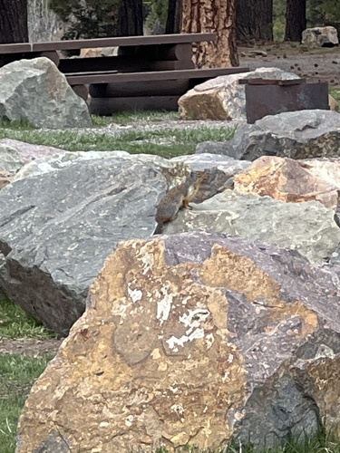 Columbian Ground Squirrel observed by liamragan