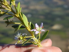 Agathosma crenulata