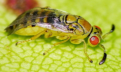Coelocyba