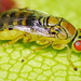 Coelocyba - Photo (c) vuk, some rights reserved (CC BY-NC)