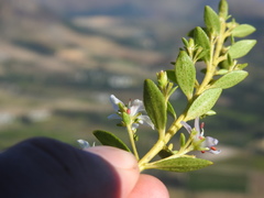 Agathosma crenulata