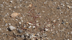 Nemacladus orientalis