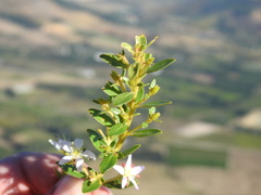 Agathosma crenulata