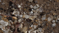 Nemacladus orientalis