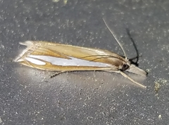 Crambus satrapellus