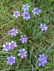 Sisyrinchium pruinosum