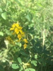 Crotalaria medicaginea