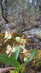 Rhynchostele maculata