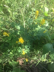 Crotalaria medicaginea