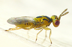Cirrospilus