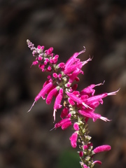 Salvia iodantha