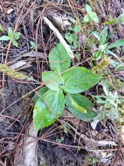 Plantago australis
