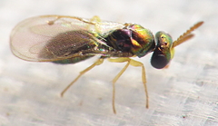Gastrancistrus