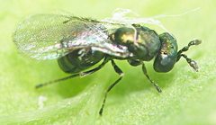 Ophelimus