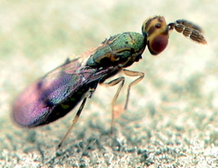 Cirrospilus