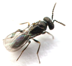 Gastrancistrus