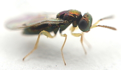 Gastrancistrus