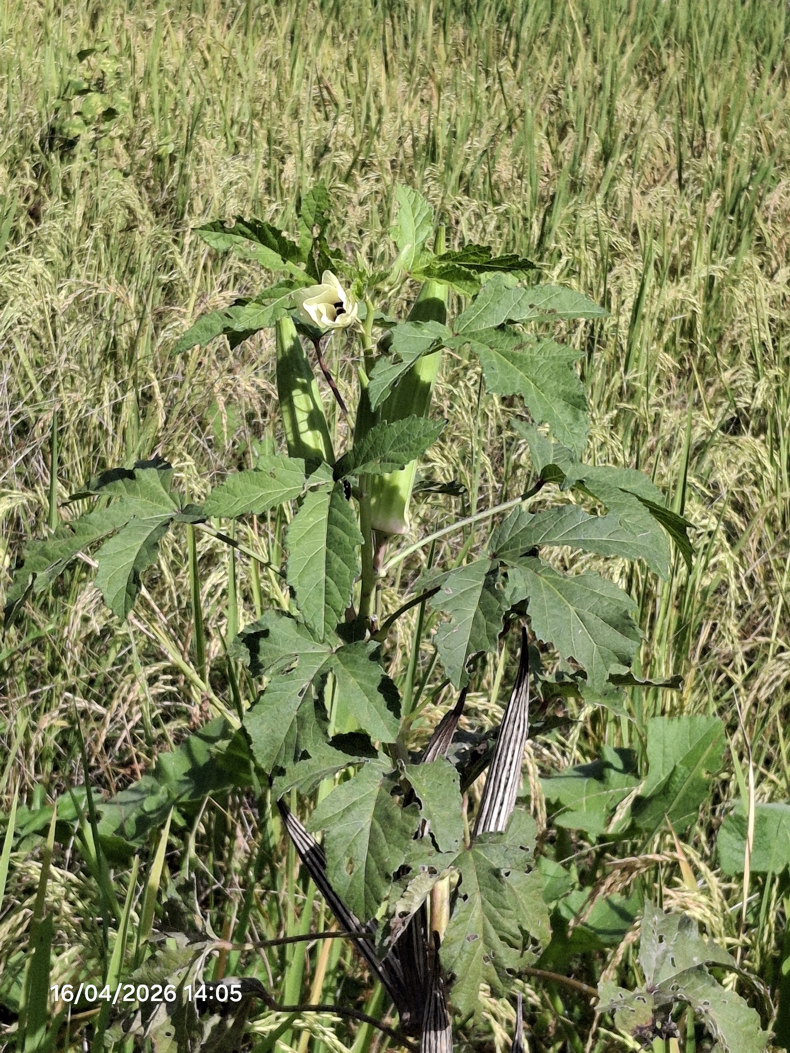 Beispielbild: Okra (Abelmoschus esculentus)