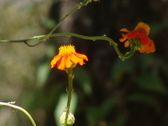 Adenophyllum squamosum