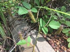 Uraria lagopodioides