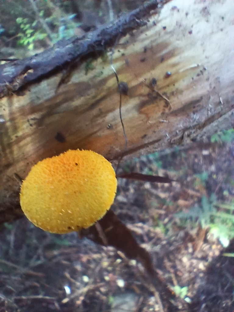 Cyptotrama asprata · April 2026 · photo: © mphnz (iNaturalist, cc0)