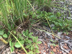 Uraria lagopodioides