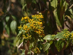 Calea urticifolia