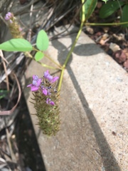 Uraria lagopodioides