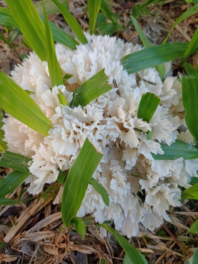 Irpex rosettiformis · April 2026 · photo: © patriciabenitez (iNaturalist, cc-by-nc-sa)