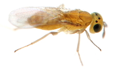 Aphelinidae