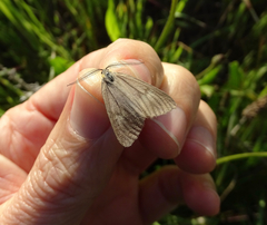 Phryganidia californica