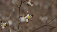 Nemacladus rubescens