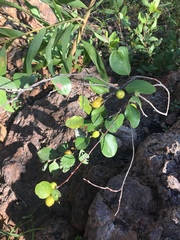 Petalostigma quadriloculare