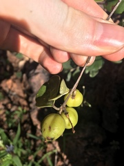Petalostigma quadriloculare