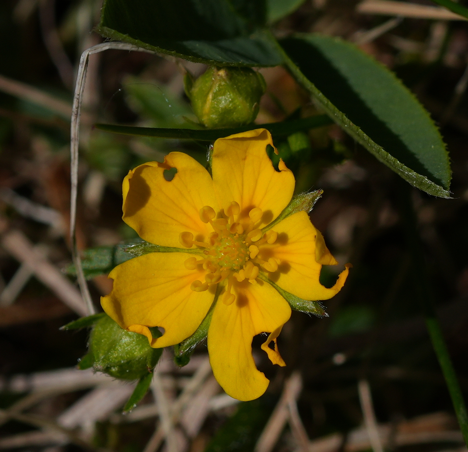 Golden cinquefoil