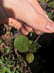 Petalostigma quadriloculare
