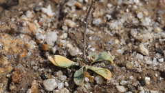 Nemacladus rubescens