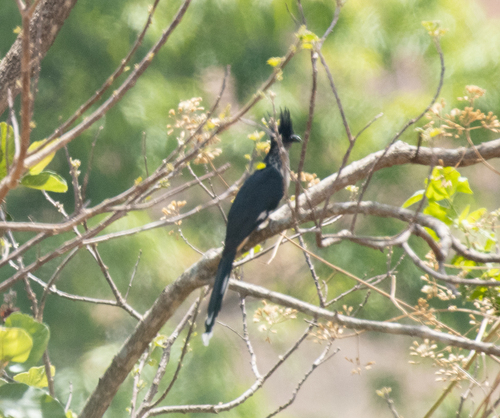 Levaillant's Cuckoo (Clamator levaillantii), photo 7