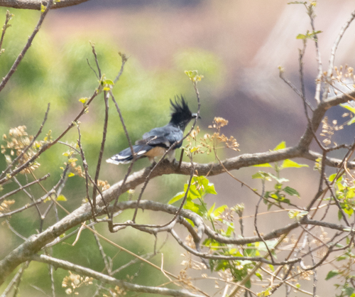Levaillant's Cuckoo (Clamator levaillantii), photo 6