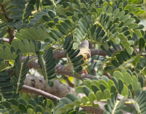 Senegal Eremomela (Eremomela pusilla), photo 6
