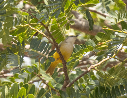 Senegal Eremomela (Eremomela pusilla), photo 3