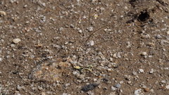 Nemacladus rubescens